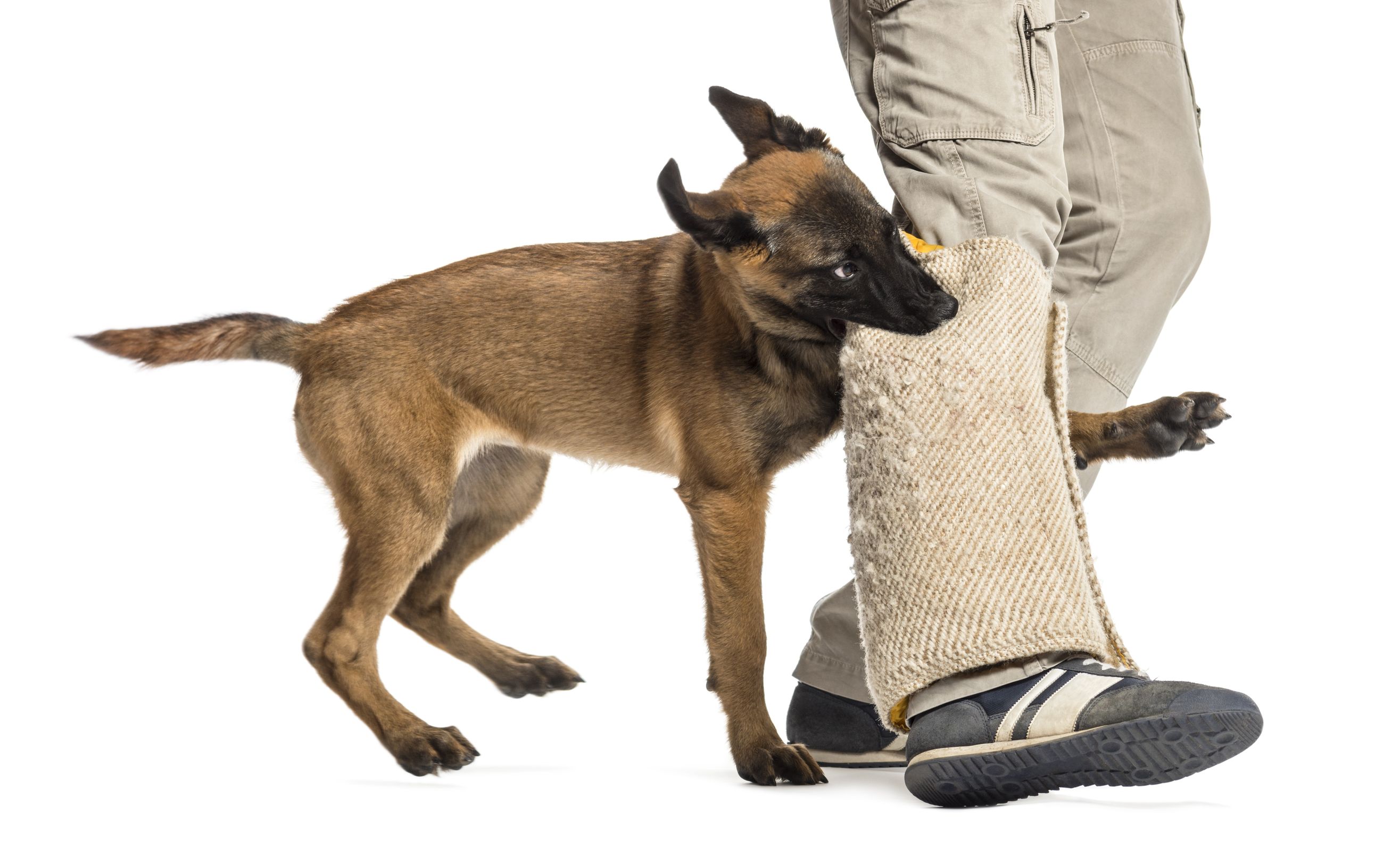 Puppy Training: An Absolute Must For You and Your Dog