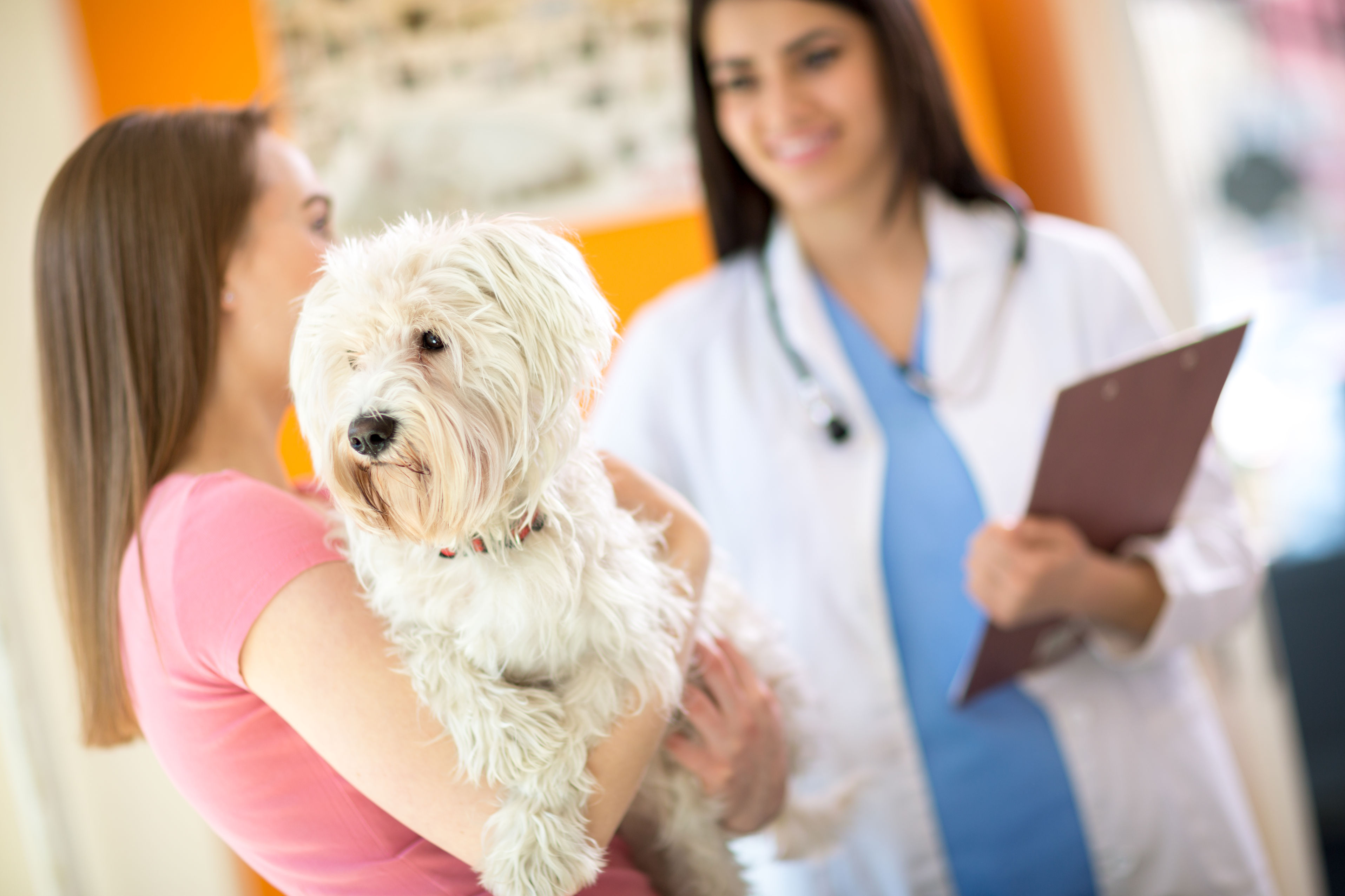 Some Differences Between Animal Hospitals in Riverside CA