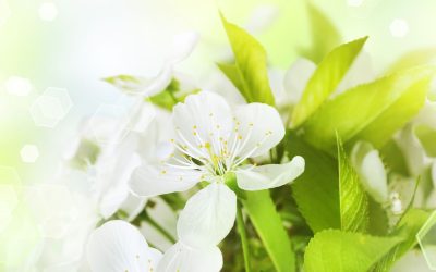 A Local Flower Shop Offers Get Well Soon Flowers Delivery in Salt Lake City