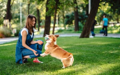 Unleash Your Dog’s Potential With Dog Service Training Near Peoria, AZ