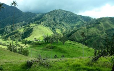 The Advantages of High-Quality Sod Replacement in Temecula, CA