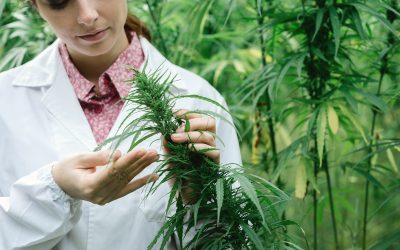 Buying medical cannabis; why and where?