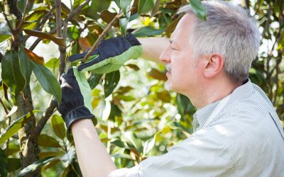 A Lauded Tree Service in Essex County, NJ, Can Help You in Many Ways