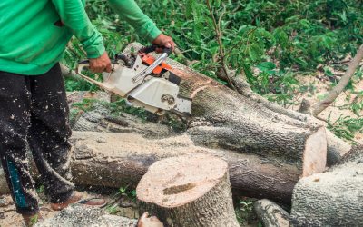 Why You Should Hire a Tree Trimming Service for Your Property