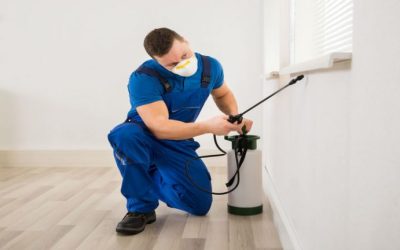 Take Back Your Home with the Help of the Experts in Residential Pest Control in Newcastle