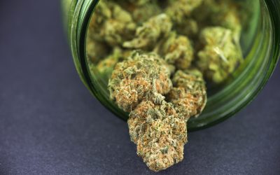 Ready for Something Different? Try the Biskante Strain in Long Beach