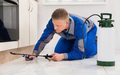 The Importance of Pest Inspection in Newnan, GA