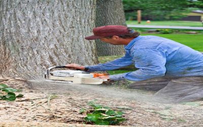 Stump Grinding in Omaha, NE: A Key Step in Maintaining a Safe And Beautiful Property