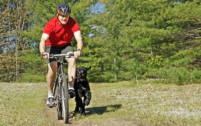 Exploring The City One Paw At A Time: Why Dog Walking In NYC Matters